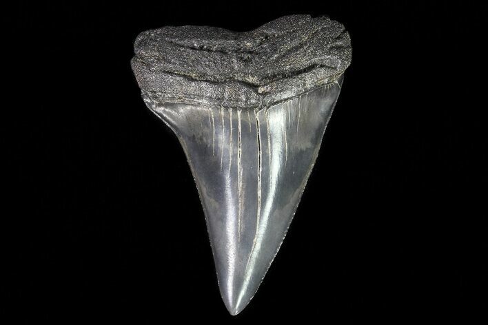 Fossil Mako Shark Tooth - Georgia #75039